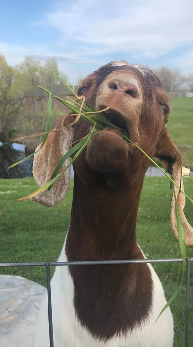 Viernes de animales: recuento semanal de videos y fotos