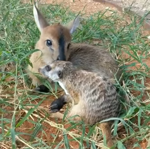 Viernes de animales: recuento semanal de videos y fotos