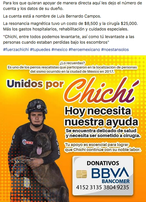 Chichi, perro rescatista del 19S necesita ayuda para pagar operación