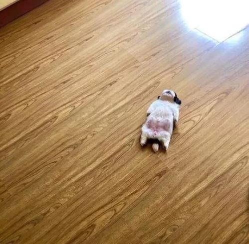 Elo Mito: recuento de videos y fotos chistosos de perros