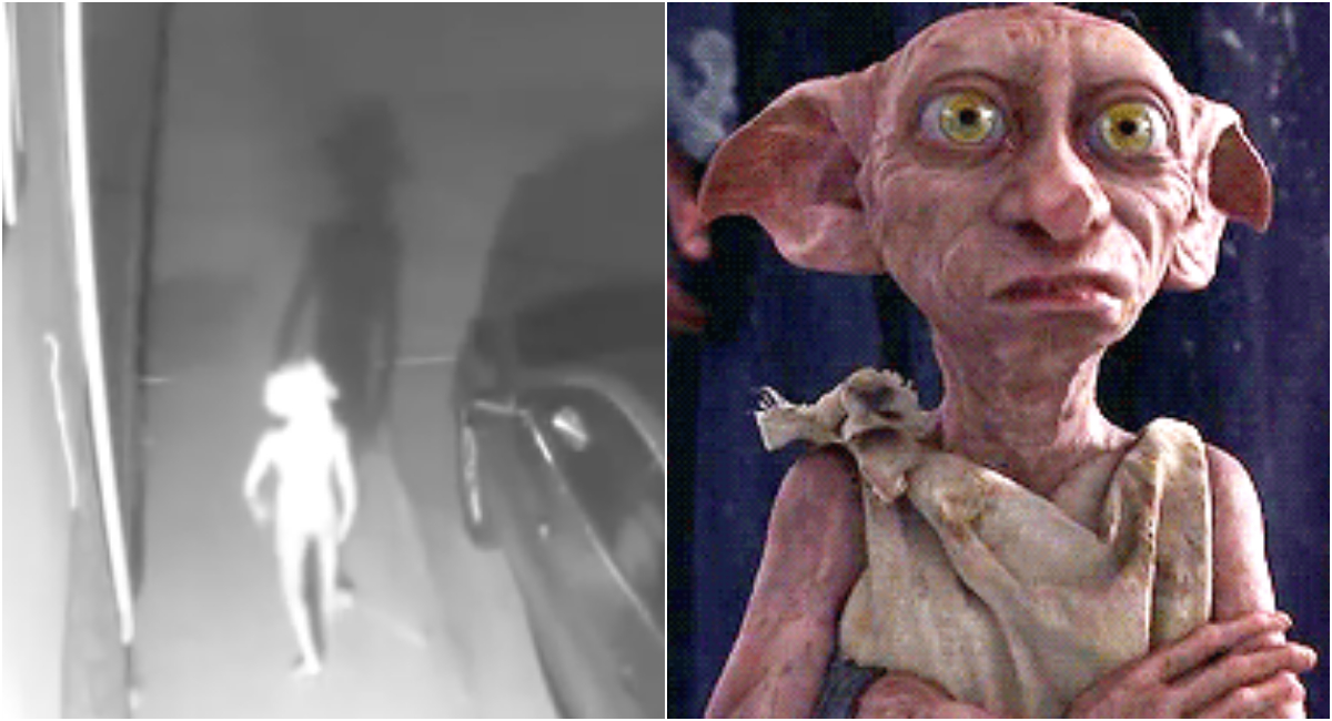 Video de extraña criatura igual a Dobby de Harry Potter