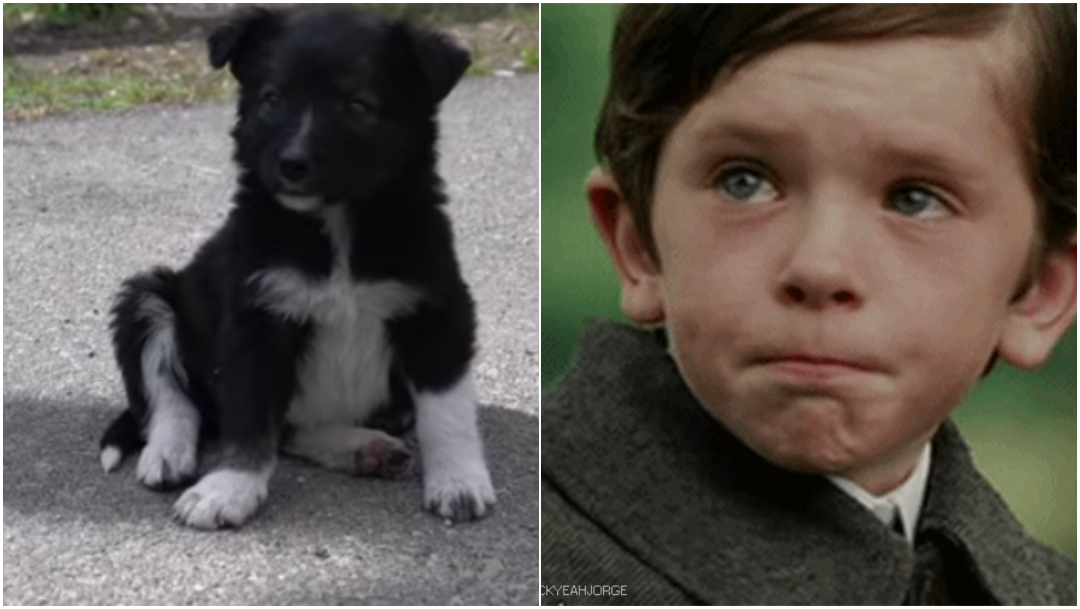 Cachorros Chernobyl, Cachorros Chernobil, Cachorros Radioactivos Chernobyl, Cachorros En Chernobyl, Cachorros de Chernobyl Documental, Chernobyl