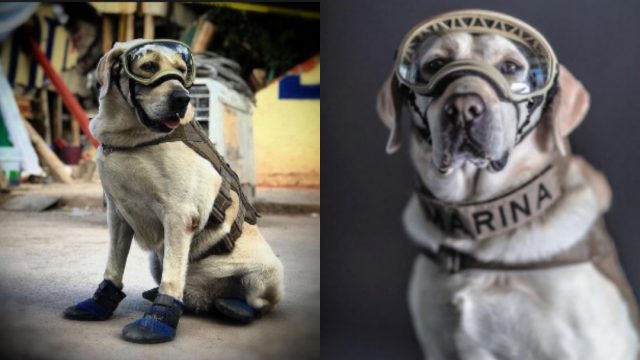 Frida Perra Rescatista, Frida Perra Rescatista Historia, Frida Perra Rescatista Mexico, Frida Perra Rescatista Sismo, Frida Perra Rescatista, Frida Perra