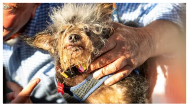Este es el ganador del concurso de perros más feos del mundo