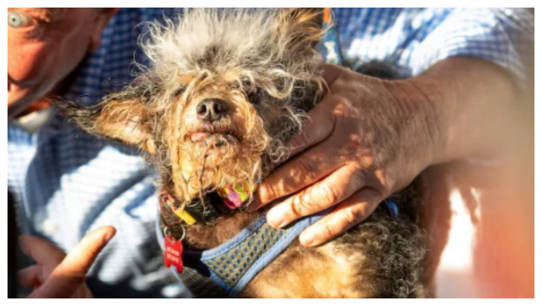 Este es el ganador del concurso de perros más feos del mundo