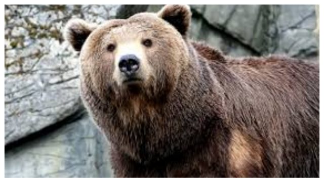 Oso Ataca a Hombre, Oso Ataca a Persona, Hombre Sobrevive Ataque Oso, Hombre Sobrevive En La Cueva De Un Oso, Hombre Sobrevive En Cueva de Oso, Hombre Sobrevive Oso