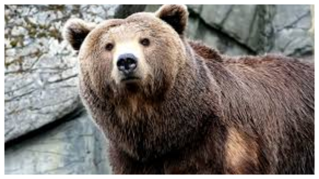 Oso Ataca a Hombre, Oso Ataca a Persona, Hombre Sobrevive Ataque Oso, Hombre Sobrevive En La Cueva De Un Oso, Hombre Sobrevive En Cueva de Oso, Hombre Sobrevive Oso