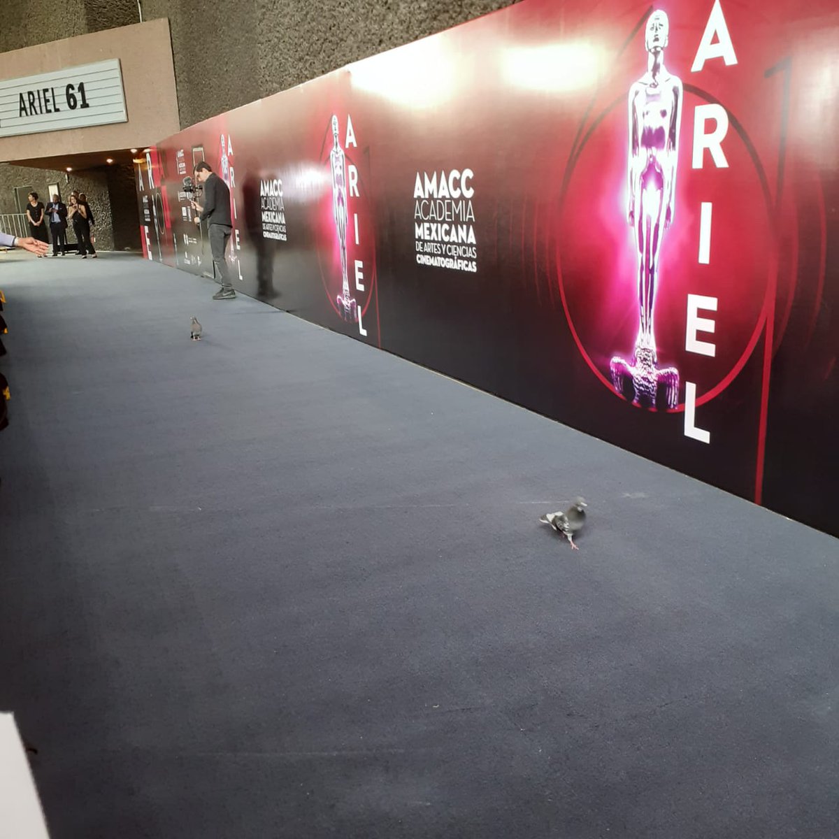 Alfombra roja premios Ariel 2019