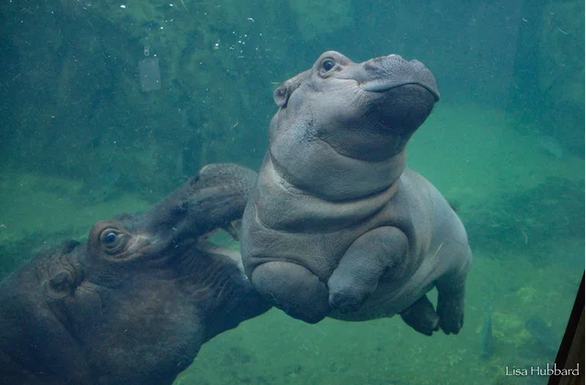 Viernes de animales: recuento semanal de videos y fotos