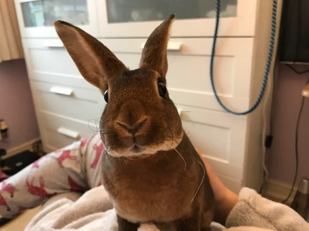 Viernes de animales: recuento semanal de videos y fotos
