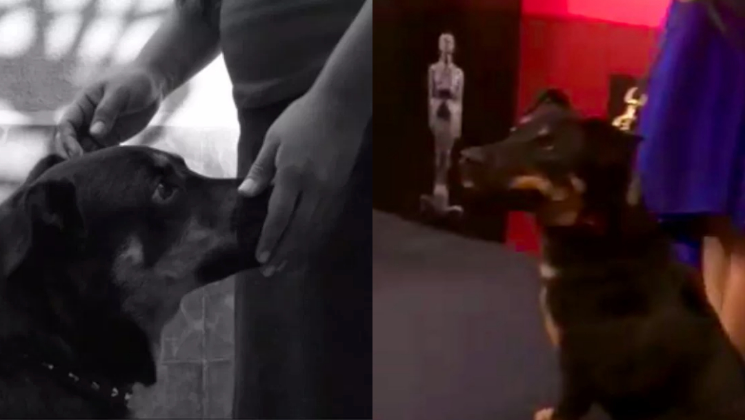 Borras, Perro Roma, Premio Ariel 2019, Perro Película Roma, Premios Ariel 2019 Ganadores, Perro Borras Película Roma