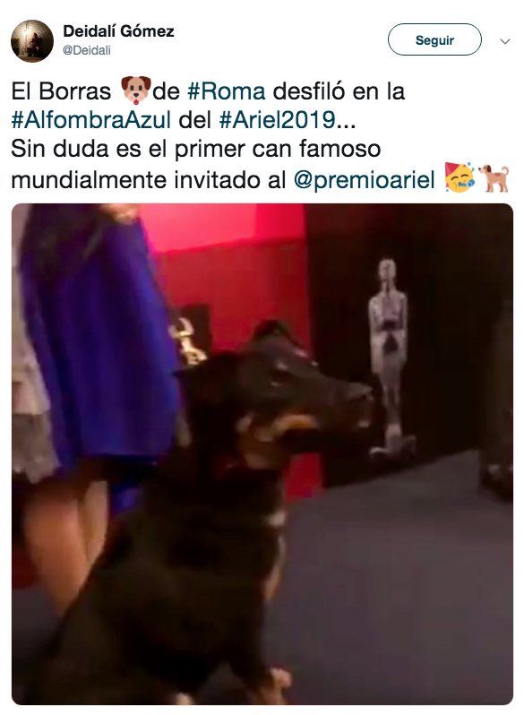Borras gana premio Ariel al mejor perro