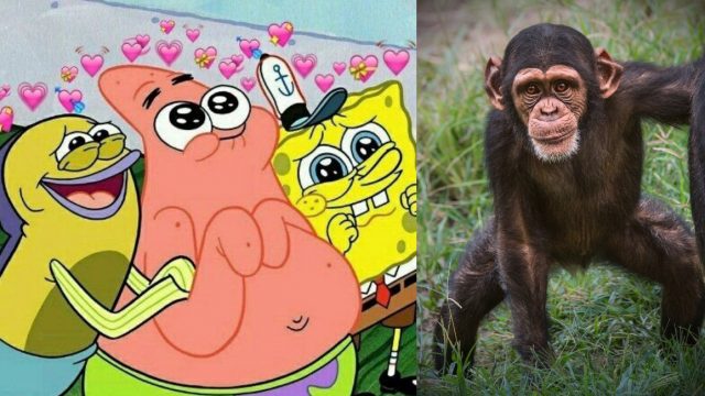 Chimpancés abrazan amigo rescatado de los cazadores