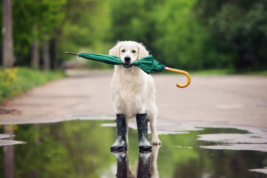 Elo Mito: recuento de videos y fotos chistosos de perros