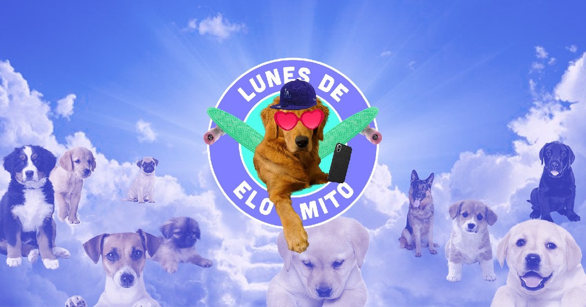 Elo Mito: recuento de videos y fotos chistosos de perros