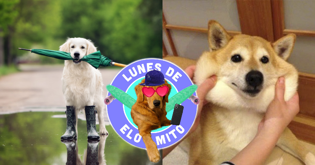 Elo Mito: recuento de videos y fotos chistosos de perros