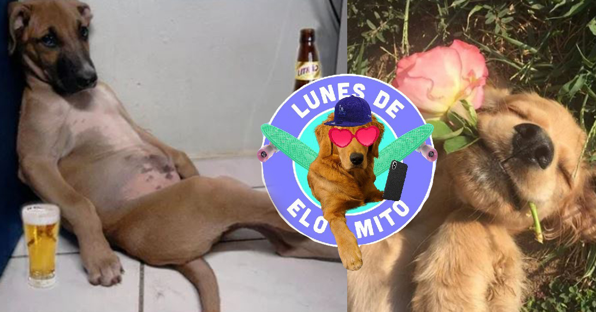 Elo Mito: recuento de videos y fotos chistosos de perros