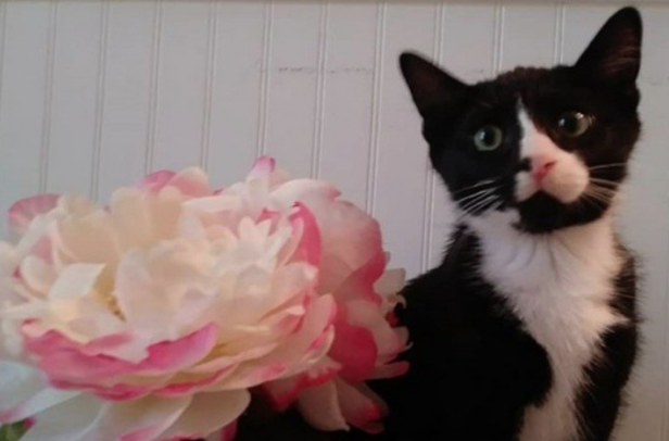 Gato se mete a la licuadora con ciclo de lavado de 40 minutos; sobrevive