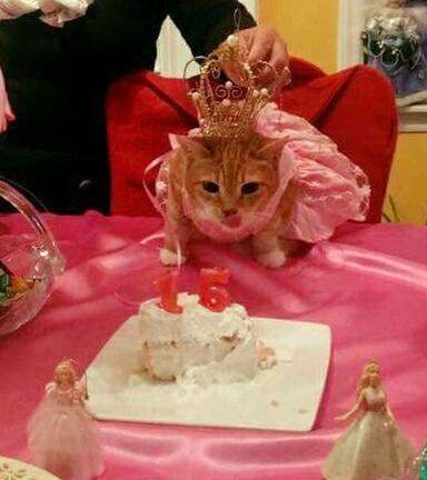 Gato tiene una fiesta de quinceañera por su cumpleaños XV