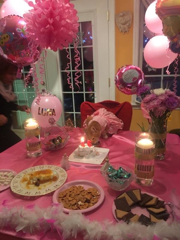 Gato tiene una fiesta de quinceañera por su cumpleaños XV