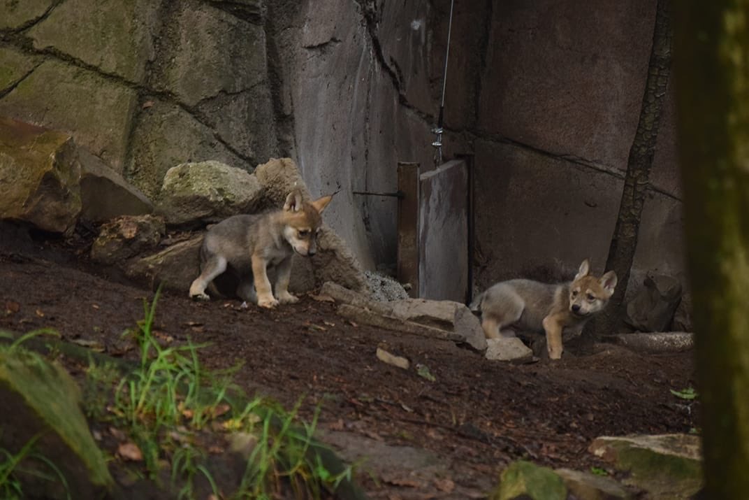 Nacen seis cachorros de lobo mexicano en el zoologico de Chapultepec