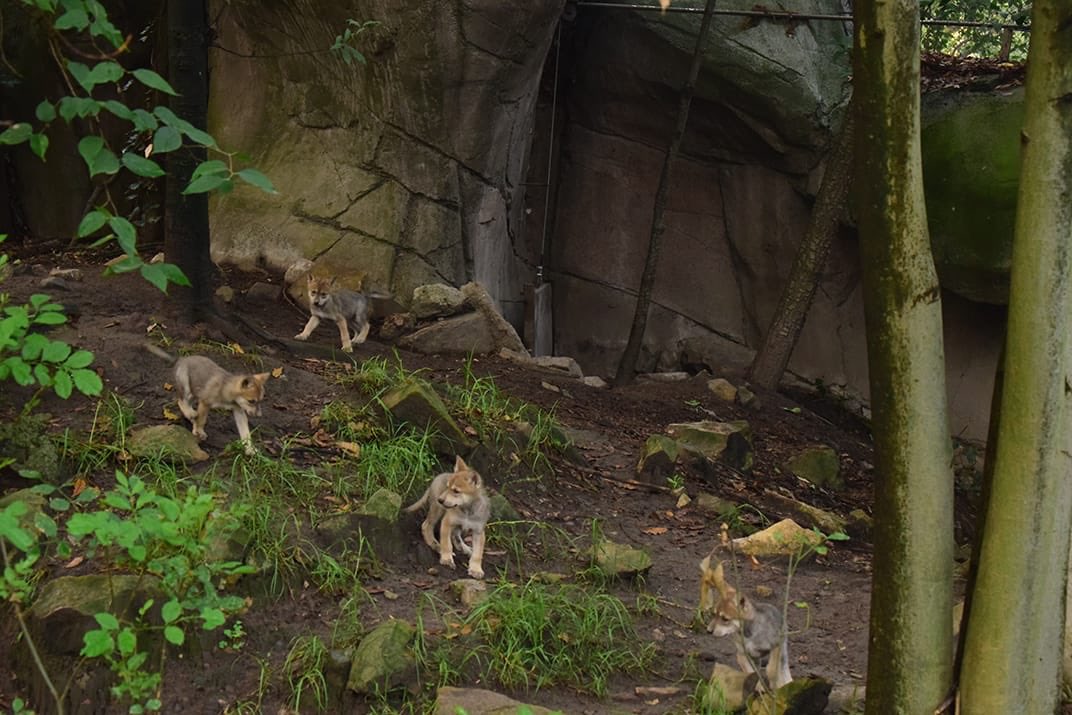 Nacen seis cachorros de lobo mexicano en el zoologico de Chapultepec