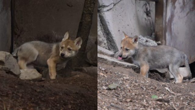 Lobo Mexicano, Chapultepec, Nacen Cachorros Lobo Mexicano, Zoologico De Chapultepec, Animales, Cachorros Lobo Mexicano