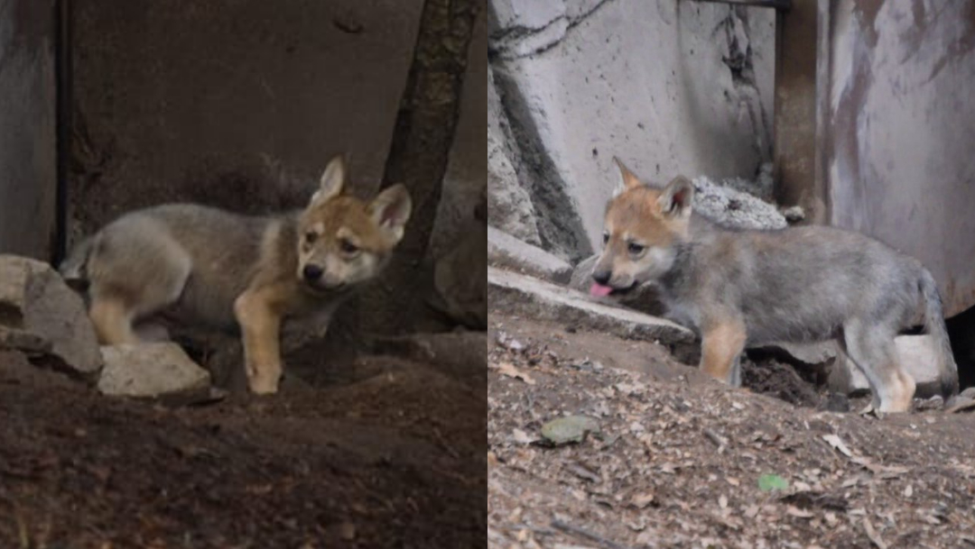 Lobo Mexicano, Chapultepec, Nacen Cachorros Lobo Mexicano, Zoologico De Chapultepec, Animales, Cachorros Lobo Mexicano