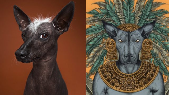 Origen del Xoloitzcuintle, el perro místico mexicano