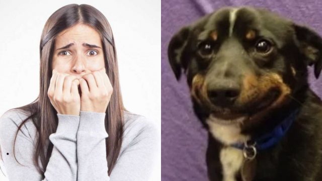 Perros, Estrés En Perros, Perro Estresado, Estudio, Perro Estresado Causas, Estrés En Perros Síntomas