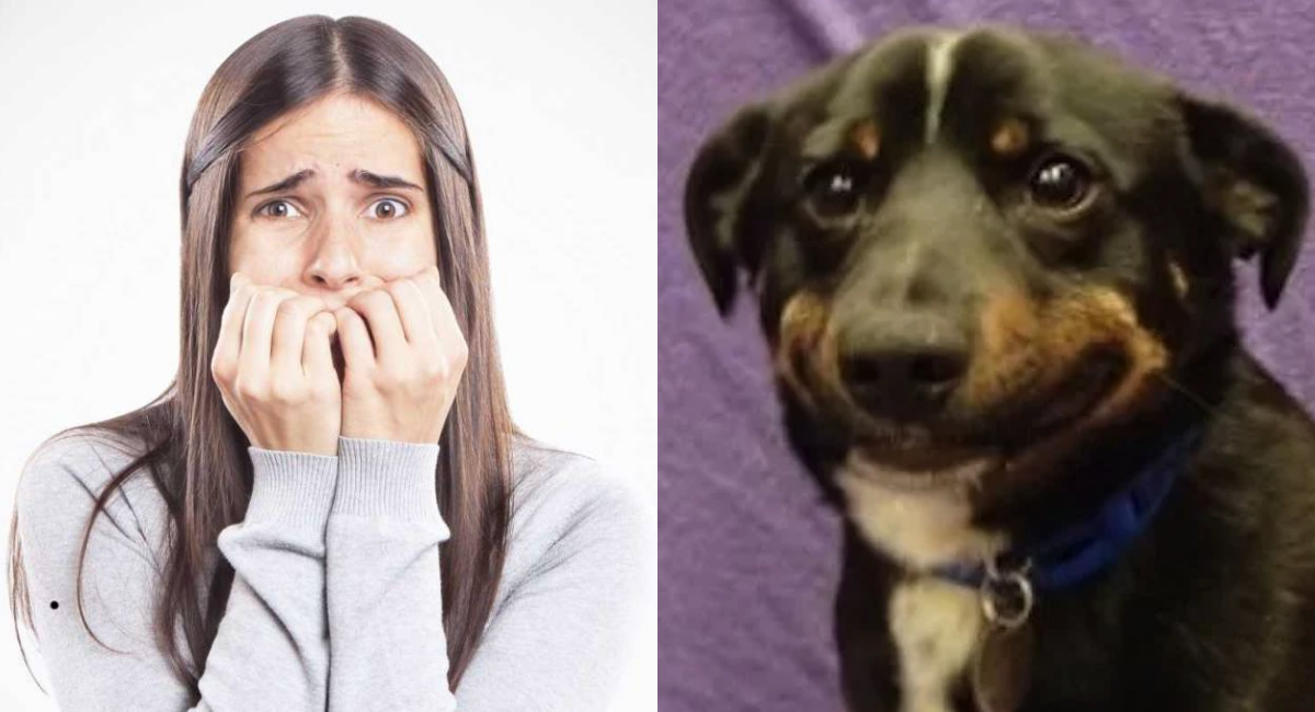 Perros, Estrés En Perros, Perro Estresado, Estudio, Perro Estresado Causas, Estrés En Perros Síntomas