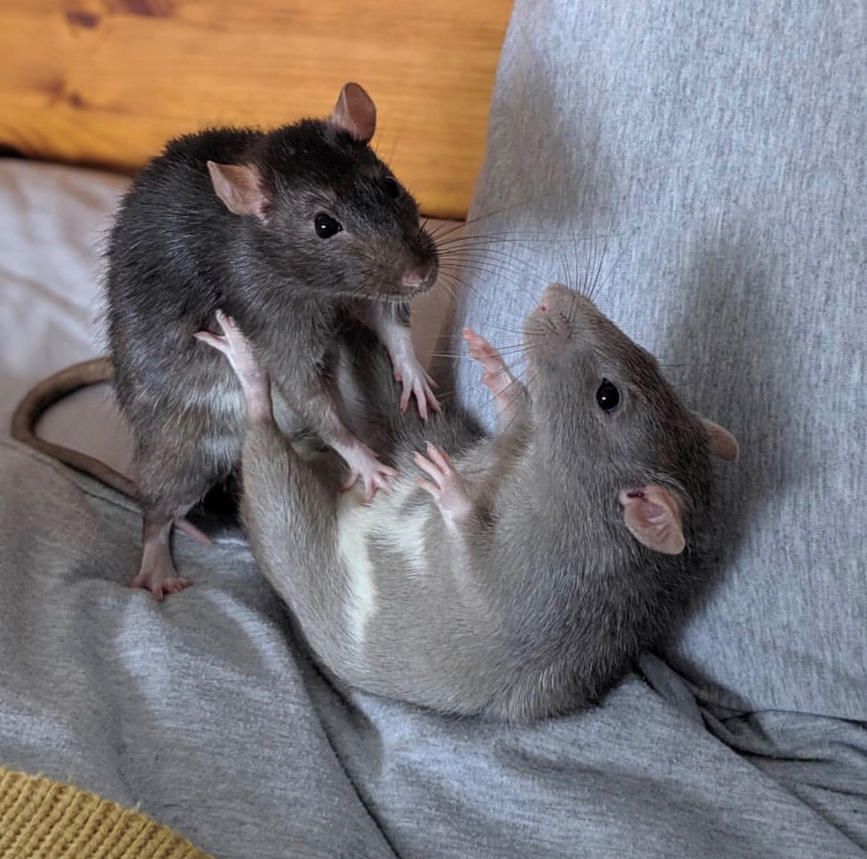 Viernes de animales: recuento semanal de videos y fotos