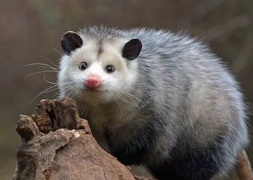 Viernes de animales: recuento semanal de videos y fotos