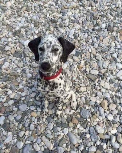 Elo Mito: recuento de videos y fotos chistosos de perros