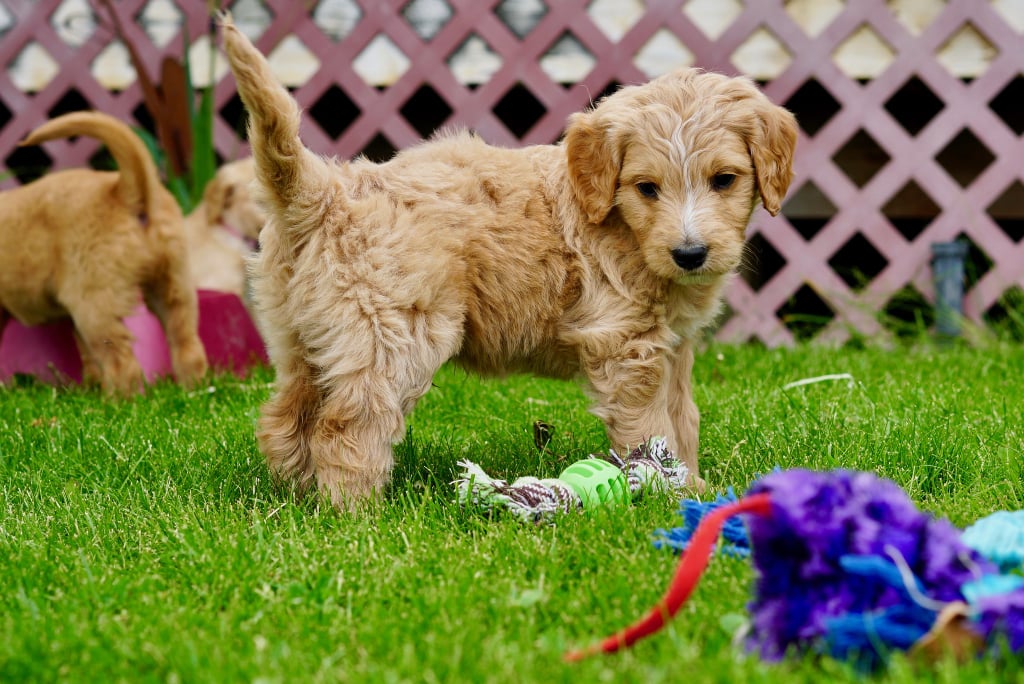 Elo Mito: recuento de videos y fotos chistosos de perros