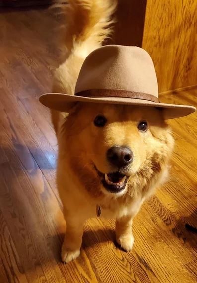 Elo Mito: recuento de videos y fotos chistosos de perros