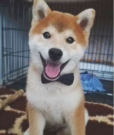 Elo Mito: recuento de videos y fotos chistosos de perros