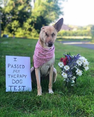 Elo Mito: recuento de videos y fotos chistosos de perros