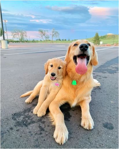Elo Mito: recuento de videos y fotos chistosos de perros