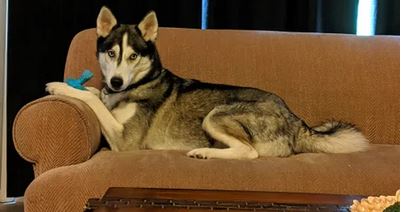 Elo Mito: recuento de videos y fotos chistosos de perros