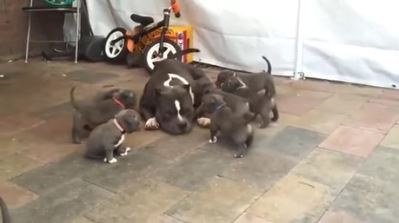 Elo Mito: recuento de videos y fotos chistosos de perros