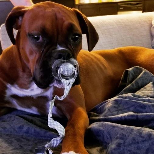 Elo Mito: recuento de videos y fotos chistosos de perros