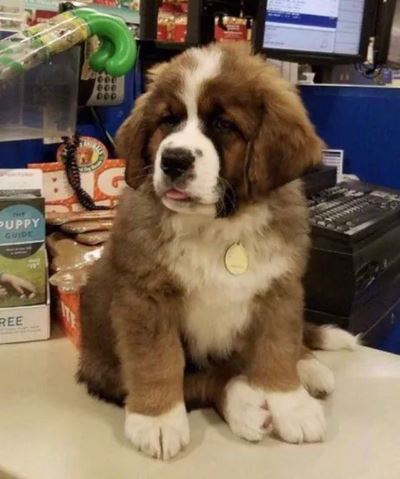 Elo Mito: recuento de videos y fotos chistosos de perros