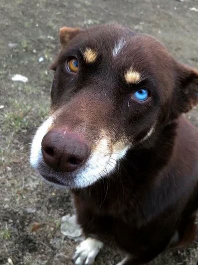 Elo Mito: recuento de videos y fotos chistosos de perros