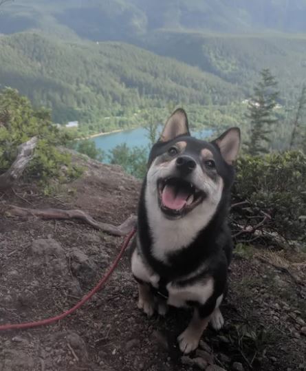 Elo Mito: recuento de videos y fotos chistosos de perros