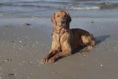 Elo Mito: recuento de videos y fotos chistosos de perros