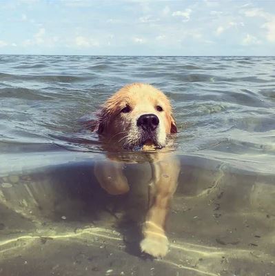 Elo Mito: recuento de videos y fotos chistosos de perros