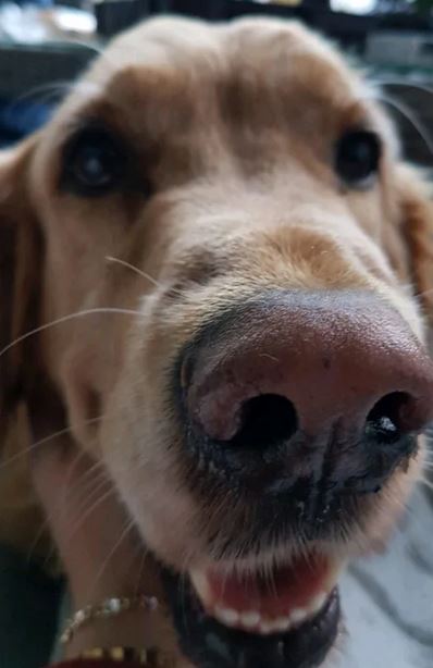 Elo Mito: recuento de videos y fotos chistosos de perros