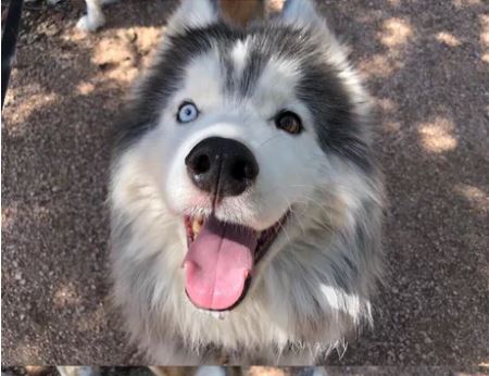 Elo Mito: recuento de videos y fotos chistosos de perros