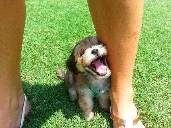 Elo Mito: recuento de videos y fotos chistosos de perros